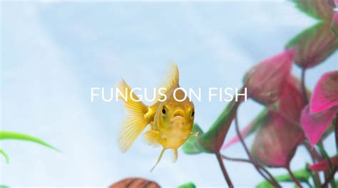 Fish Fungus: What It Is and How to Handle It