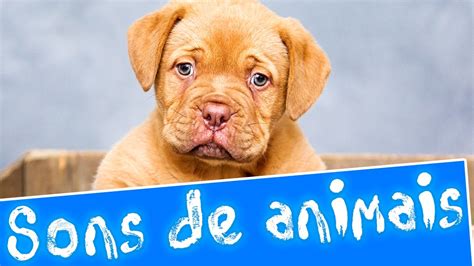 Sons De Animais Aprender Sons De Animais Em Portugu S Youtube