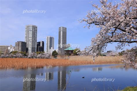 東京都台東区上野公園不忍池の春の風景 写真素材 7084961 フォトライブラリー Photolibrary