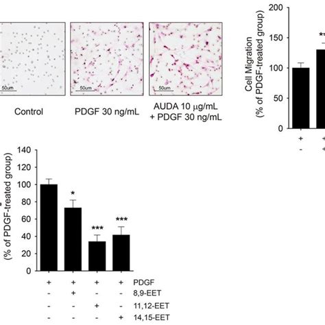 Differential Effects Of AUDA And EETs On PDGF Induced VSMC Migration