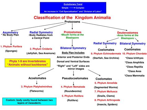 Kingdom:animalia Classification Chart