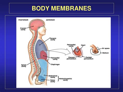 Ppt Connective Tissue Powerpoint Presentation Free Download Id219412