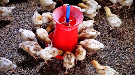 Preparing For Day Old Layer Chicks Harvest Money