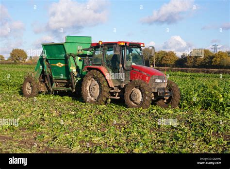 Sugar Beet Harvesting UK Stock Photo: 62757324 - Alamy