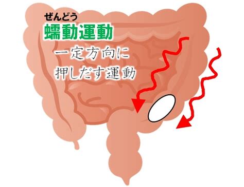 カプサイシンだけじゃない！？唐辛子は美容成分がたっぷり！ ビューティーライブラリ〜美容の図書館〜