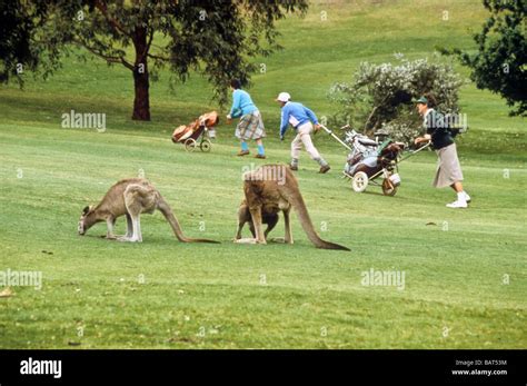 Australia Oz Melbourne Kangaroo Golf Course Animal Wild Nature Natural