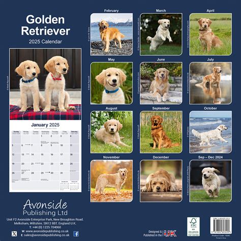 Golden Retriever Kalender Kopen Foto S Van De Golden Retriever