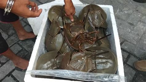 Mengenal Kepiting Tapal Kuda Hewan Purba Dengan Darah Biru Yang