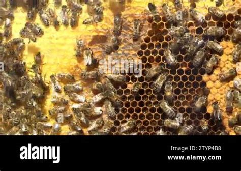 Drone Bees Inside A Beehive Honeycomb With Honey And Bees Inside The