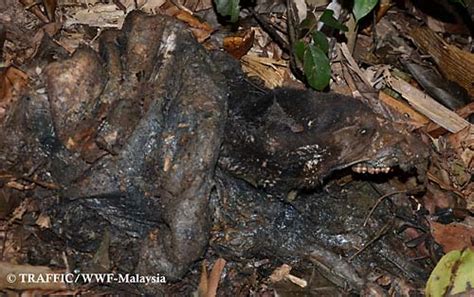 Discovery Of Snared Sun Bear Indicative Of Relentless Poaching In Belum Temengor Forest Complex