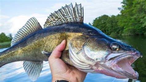 Why you won't find walleye fish in White Rock Lake - Lake Highlands