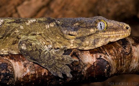 Reptile Facts This Is A New Caledonian Giant Gecko