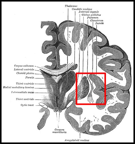 claustrum.png – San Diego Biotechnology Network