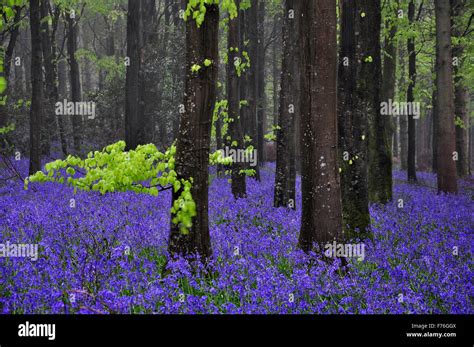 Bluebell Wood In Spring Stock Photo Alamy