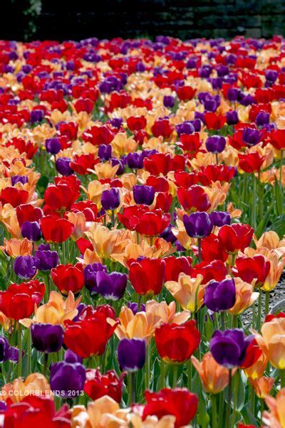 Tulip Bulbs Rainbow Coalition Tulip Bulbs For Sale Bulbous Plants Tulip Bulbs Tulips