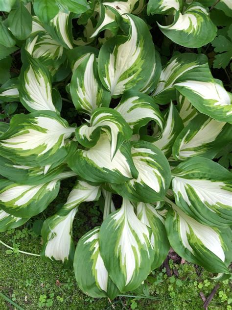 Hosta Vulcan Picturethis