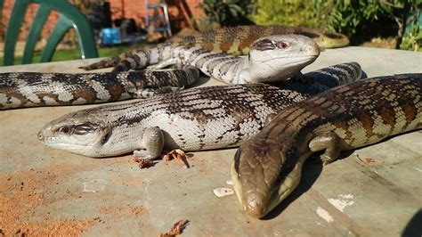 Eastern Blue Tongue Lizard Tiliqua Scincoides Best Lizard In