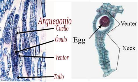 Ciencias De Joseleg 4 ReproducciÓn Y Ciclo De Vida De Los Musgos Y Otros Briofitos