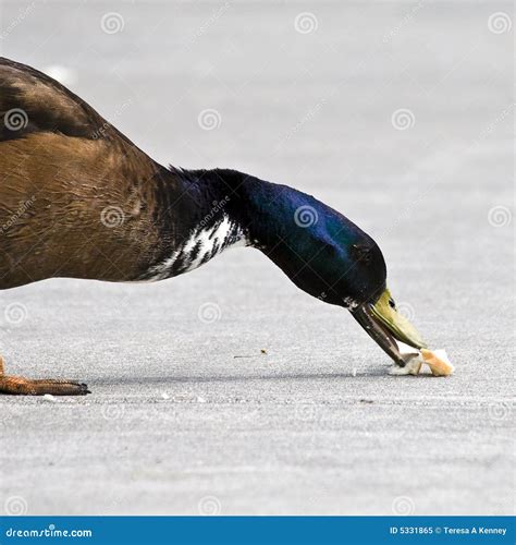 Duck Eating Bread stock image. Image of sidewalk, water - 5331865