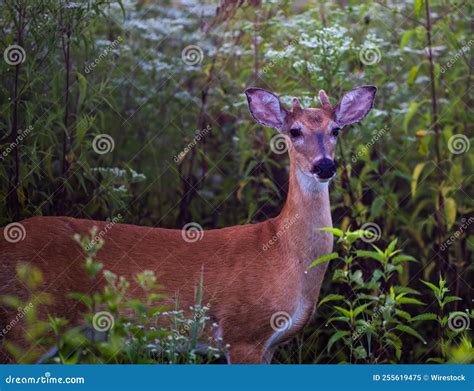 White Tailed Deer In Its Natural Habitat Stock Image Image Of Sized