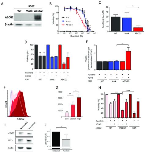 Ruxolitinib Induced Apoptosis In K Abcg Cells Is Dependent On The