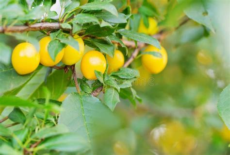 Yellow plum on tree stock image. Image of closeup, agriculture - 124720261