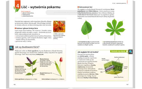 Ko O Biologiczne Li Wytw Rnia Pokamu Lekcja Dla Klasy A B C