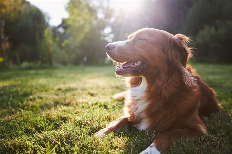 犬が誤飲してしまったらうんちで出る？誤飲の際の対処法や症状についても解説ワンクォール