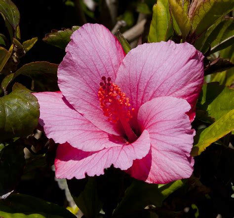 Flores Comunes En Mexico