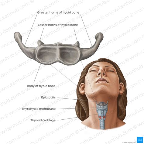 Hyoid Bone Anatomy And Function Kenhub