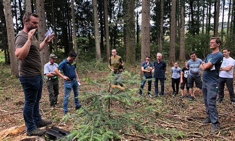 Fichte in Gefahr heimische Wälder leiden unter dem Klimawandel