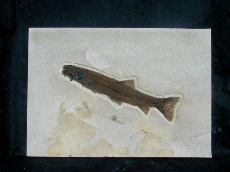 Notogoneus osculus fossil fish from Green River Formation