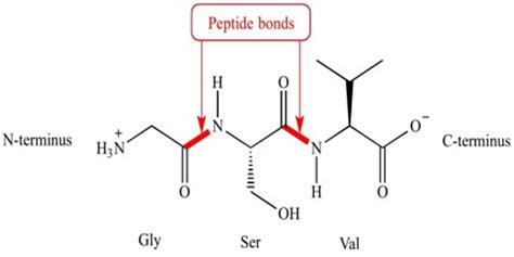 Peptide Bond - Assignment Point