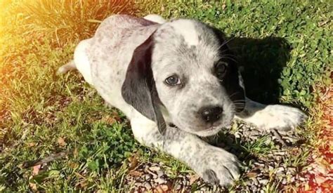 36 Basset Hound Mixes to Fall in Love with Right Now - K9 Web