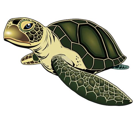 Turtle Vector Premium Download