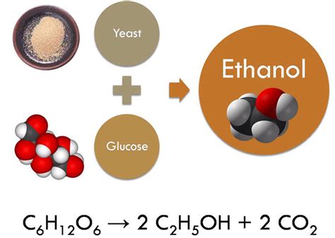 Fermentation Cell Energy Production