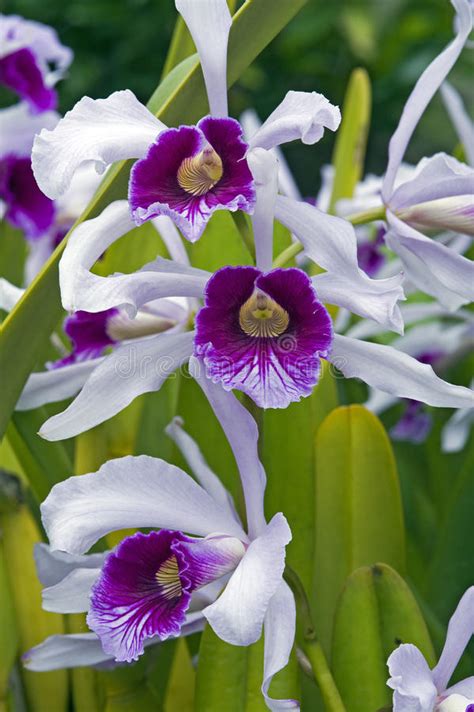 Purpurata De Cattleya De La Orqu Dea Antes Del Purpurata Del Laelia