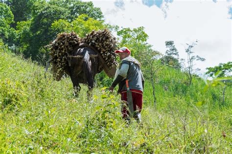 Premium Photo | Muleteer from the paisa region of colombia carrying a ...