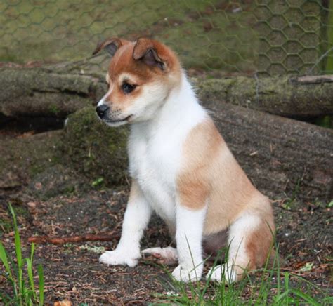 Norwegian Lundehund Info, History, Temperament, Training, Puppies, Pictures