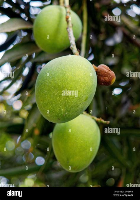 Mango Trees Yogyakarta Jawa Indonesia Asia Stock Photo Alamy