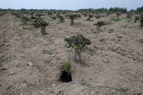 Madriguera de conejos en viñedo en el que los daños causados por el