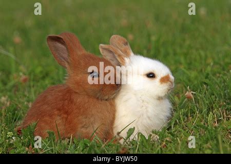 Zwerg Kaninchen Oryctolagus Cuniculus F Domestica Körperpflege auf