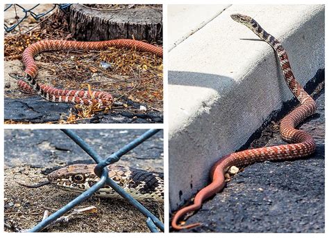 Red Racer Snake Carol Ohler Flickr