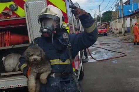 Bombeiros resgatam três cachorros e dois gatos de incêndio no DF