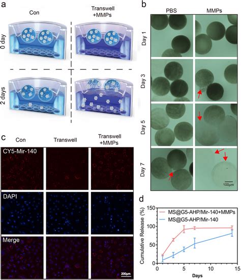 Sustainable And Mmp Responsive Release Of Ms G Ahp Mir A The