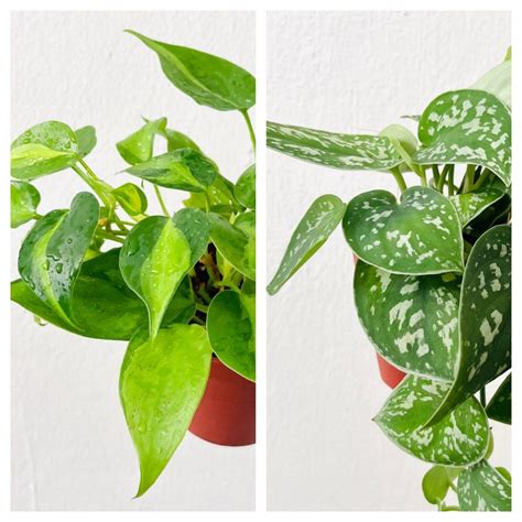 Variegated Philodendron Scandens Brazil And Satin Pothos Scindapsus