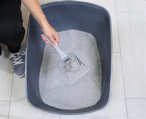 petmate   open litter cat pan buy  price  uae dubai abu