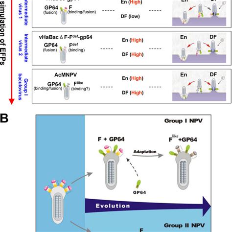 Entry And Evolution Model Of Baculovirus A Schematic Representation Download Scientific