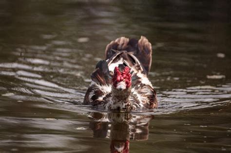 Premium Photo Large Older Male Muscovy Duck Cairina Moschata In A