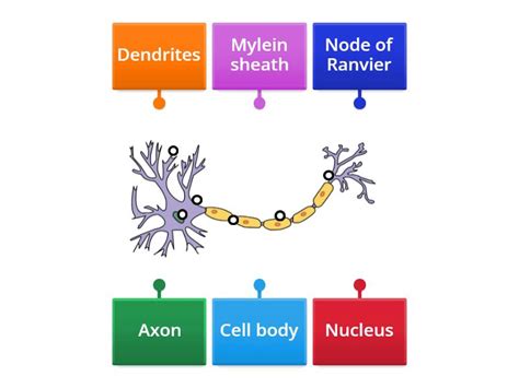 Structure of neuron - Labelled diagram